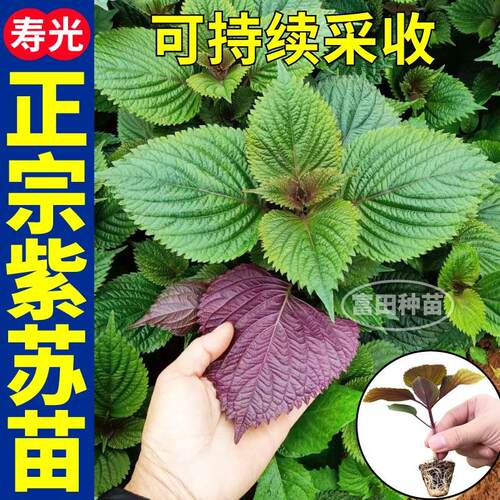 寿光正宗紫苏苗秧天然苏子种子双色紫苏持续采收四季盆栽阳台蔬菜