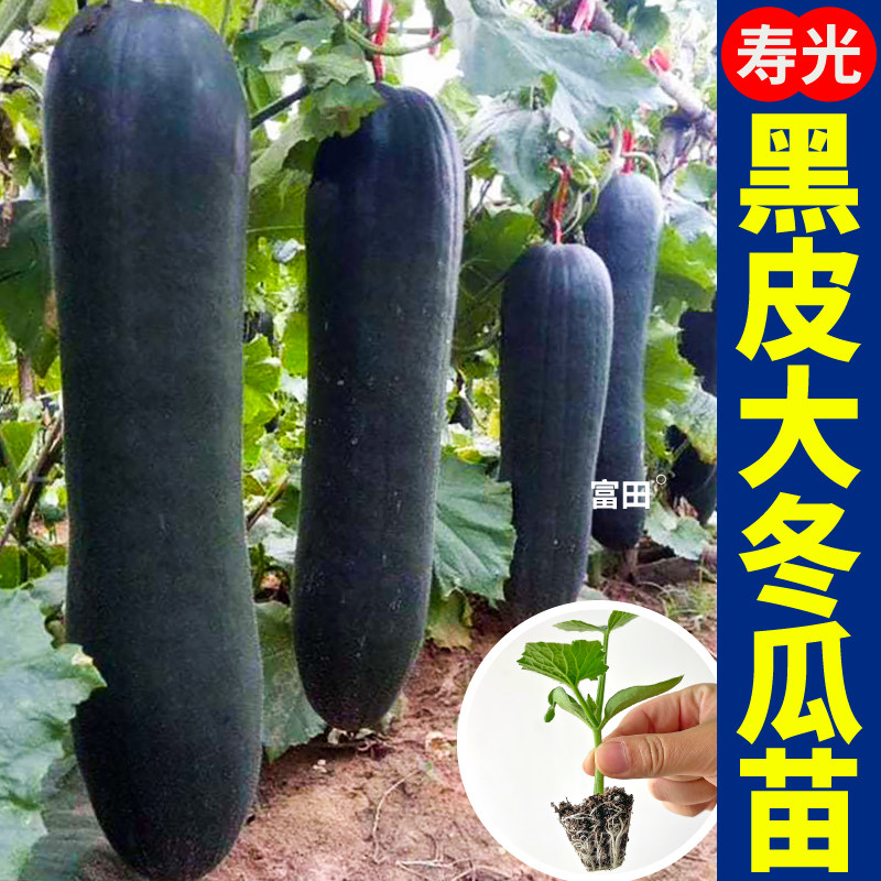 耐热耐寒黑皮大冬瓜秧苗肉厚高产四季种植青皮毛节瓜绿春小冬瓜苗