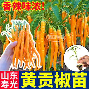 寿光黄贡椒苗秧四季高产脆辣爽口紫黄绿线椒七彩辣椒种子阳台盆栽