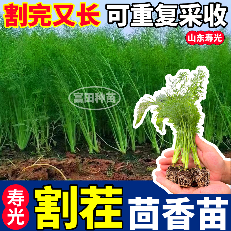 寿光割茬茴香苗秧四季盆栽重复采收结球茴香种子阳台盆栽味更浓