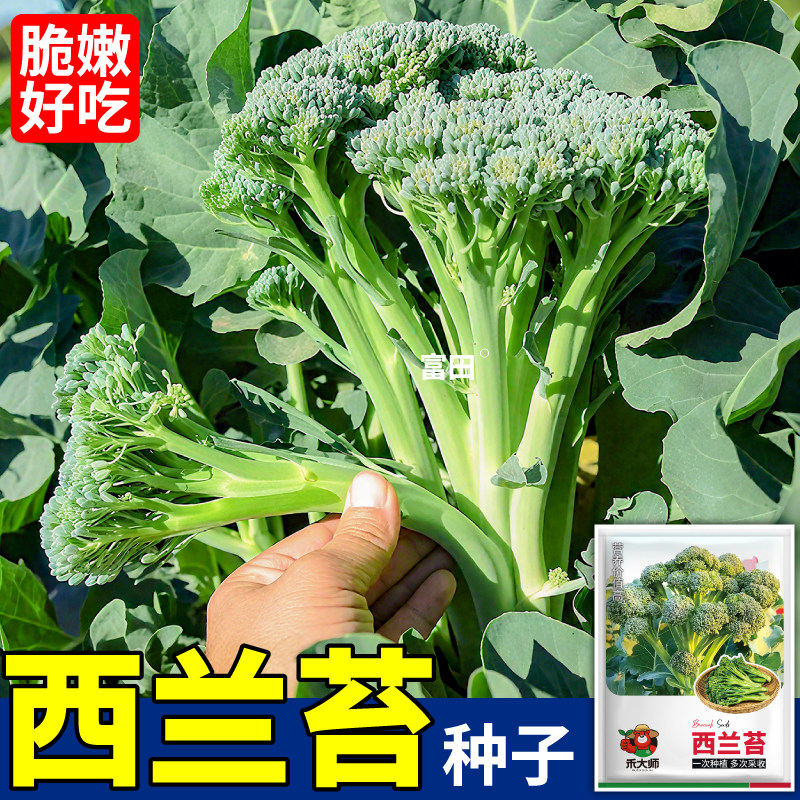 美味西兰苔种子高产绿西洋芥兰易种蔬菜种籽田园种植盆栽菜种子