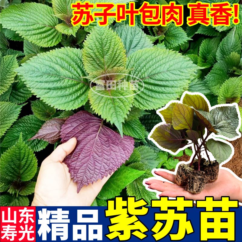 高产正宗紫苏苗秧双色紫苏菜苗带土球四季盆栽阳台穴盘苗反复采收