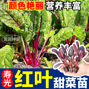寿光红叶甜菜苗秧四季连续采收金叶高甜甜菜种子阳台盆栽带土球