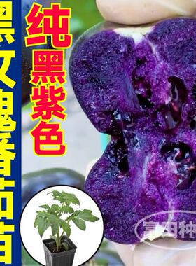 寿光黑紫色黑玫瑰番茄苗秧黑番茄种子圣女果种子四季盆栽营养多汁