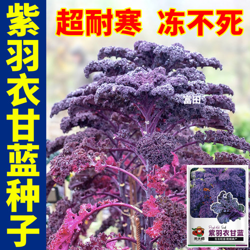 紫羽衣甘蓝种子耐寒易种高颜值