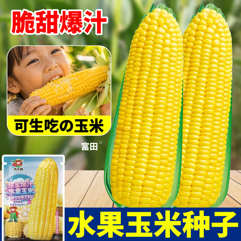 甜蜜爆汁水果玉米种子鲜食可生吃早熟甜玉米甜苞米籽大棒春夏可播