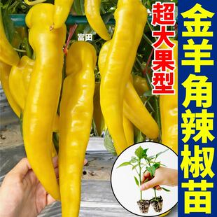 压趴架金羊角椒苗秧苗高产大果红尖椒辣妹子薄皮盆栽种子四季种植