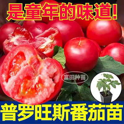 寿光超甜口感普罗旺斯番茄苗老品种沙瓤多汁皮薄西红柿种子带土球