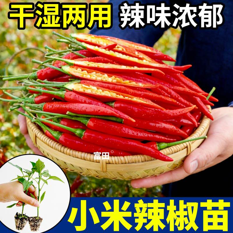 寿光特辣小米辣椒苗秧红白小米辣椒朝天椒美人椒种子四季簇生高产