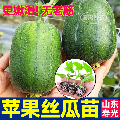 寿光苹果丝瓜苗秧四季高产短棒肉丝瓜中绿长棱丝瓜种子阳台盆栽