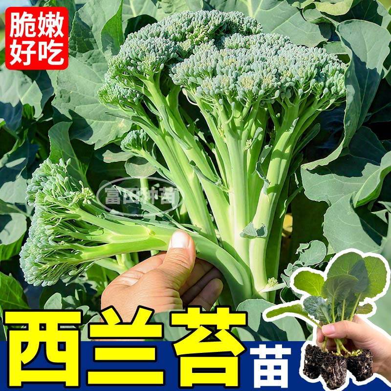 甜脆好吃西兰苔苗秧芥蓝西兰花松花菜种子四季盆栽阳台高产蔬菜苗