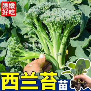 甜脆好吃西兰苔苗秧芥蓝西兰花松花菜种子四季盆栽阳台高产蔬菜苗
