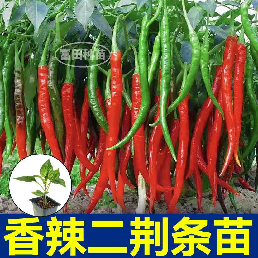 香辣二荆条辣椒苗秧带土球长线辣椒种子籽四季盆栽庭院高产蔬菜苗