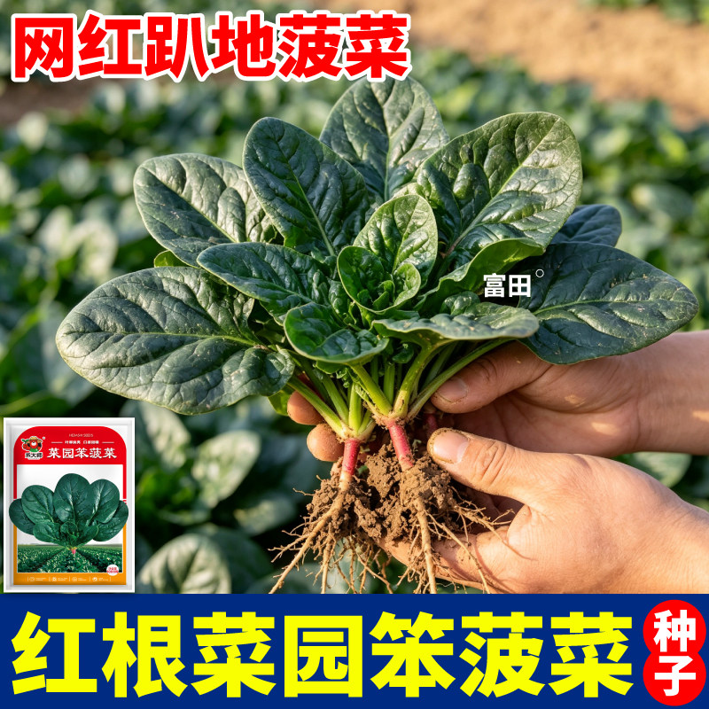 菜园笨菠菜种子矮生趴地不易抽苔