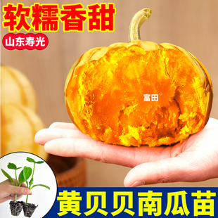 正宗黄贝贝南瓜苗秧寿光高产白绿贝贝蜜本南瓜种子阳台小院地栽