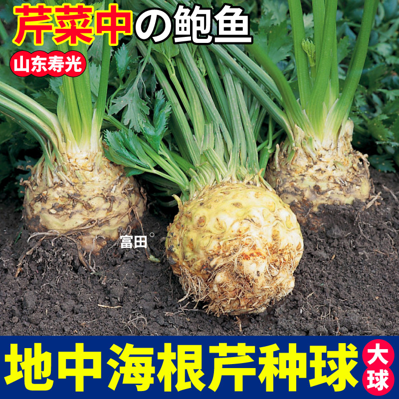 正宗根芹球大疙瘩秧苗老桩耐寒