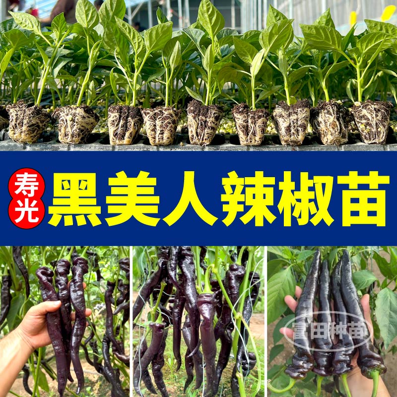 香辣黑美人辣椒苗秧寿光高产紫螺丝椒紫妃辣椒四季阳台盆栽种子