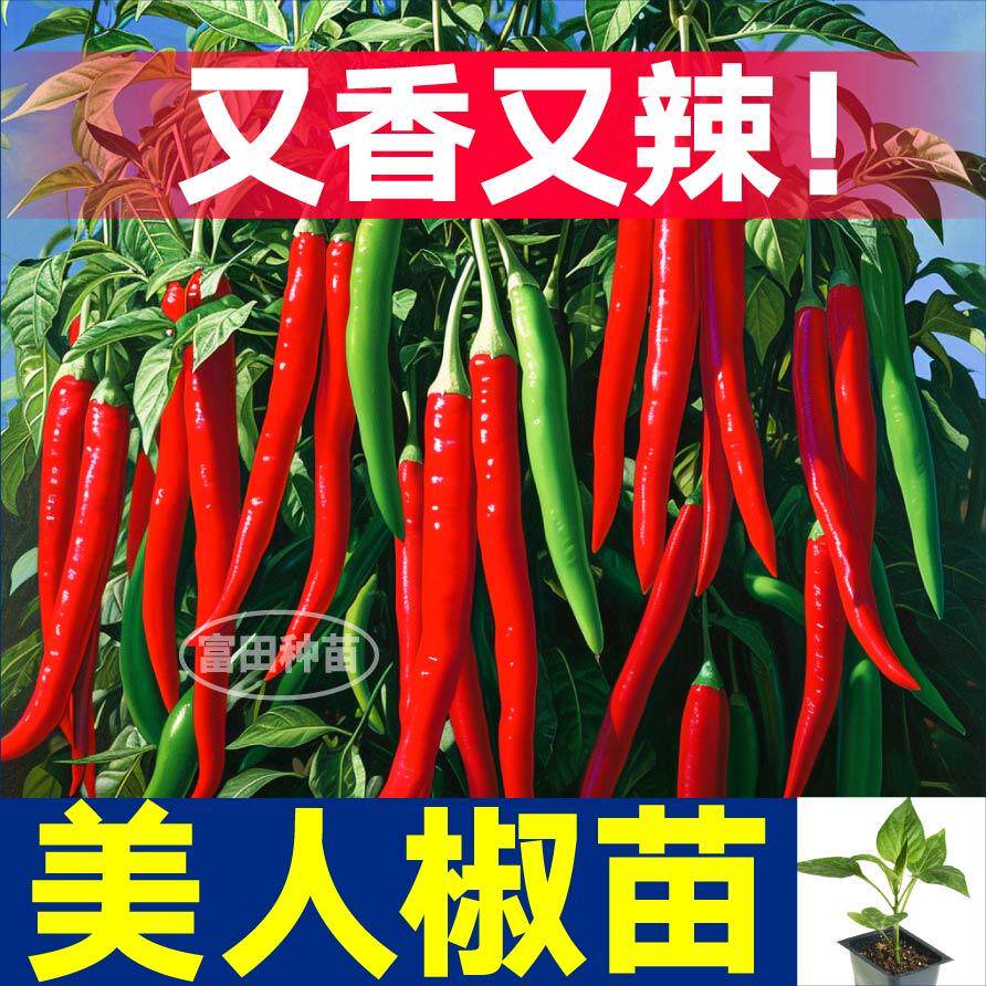 寿光又香又辣美人椒苗秧高产摘不败朝天小米辣妹子辣椒种子带土球