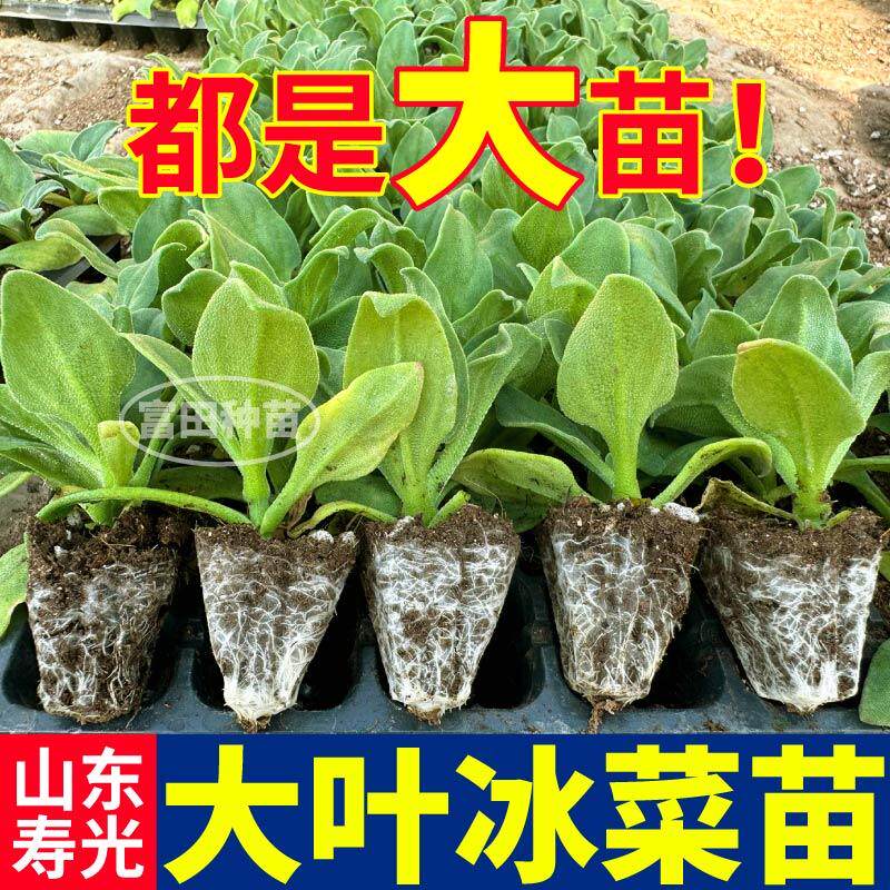 正宗大叶水晶冰菜大苗秧脆嫩爽滑四季盆栽冰草种子更大冰粒带土球