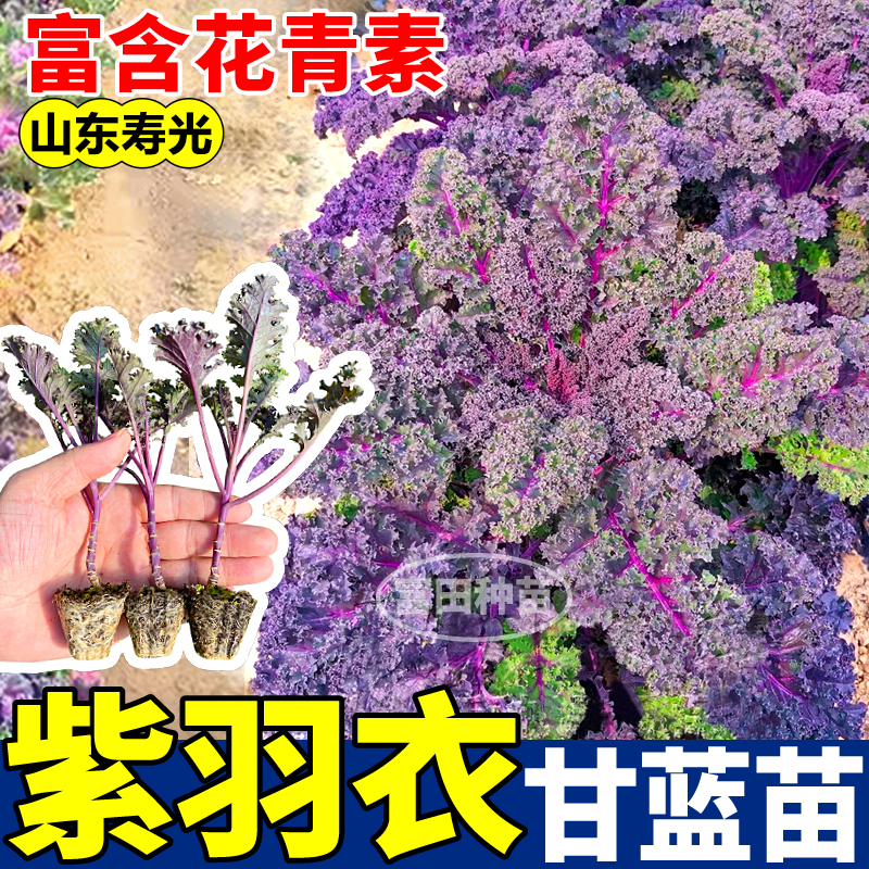 耐寒紫羽衣甘蓝苗高产四季花青素绿粉蓝羽衣甘蓝盆栽种子庭院阳台