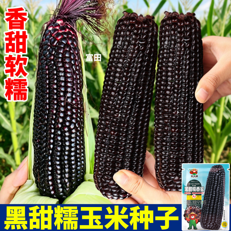 原装黑甜糯玉米种子黏糊苞米大棒型四季播种杂交籽蔬菜种籽黏棒子