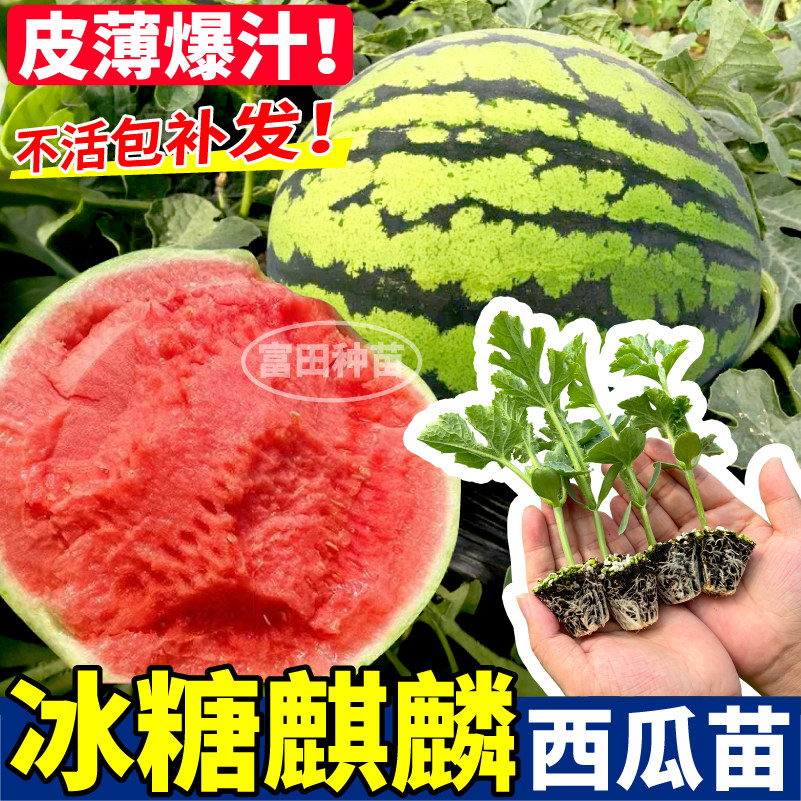 冰糖麒麟西瓜苗秧皮薄四季高产懒汉红玉黄小凤西瓜种子阳台盆栽