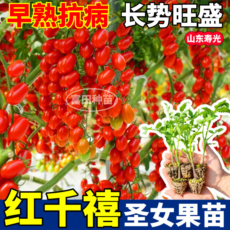 寿光红千禧圣女果苗秧四季高产串收红黄白黑千禧番茄种子小院盆栽