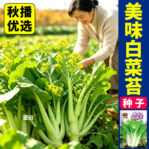 美味白菜苔种子脆嫩清甜无渣