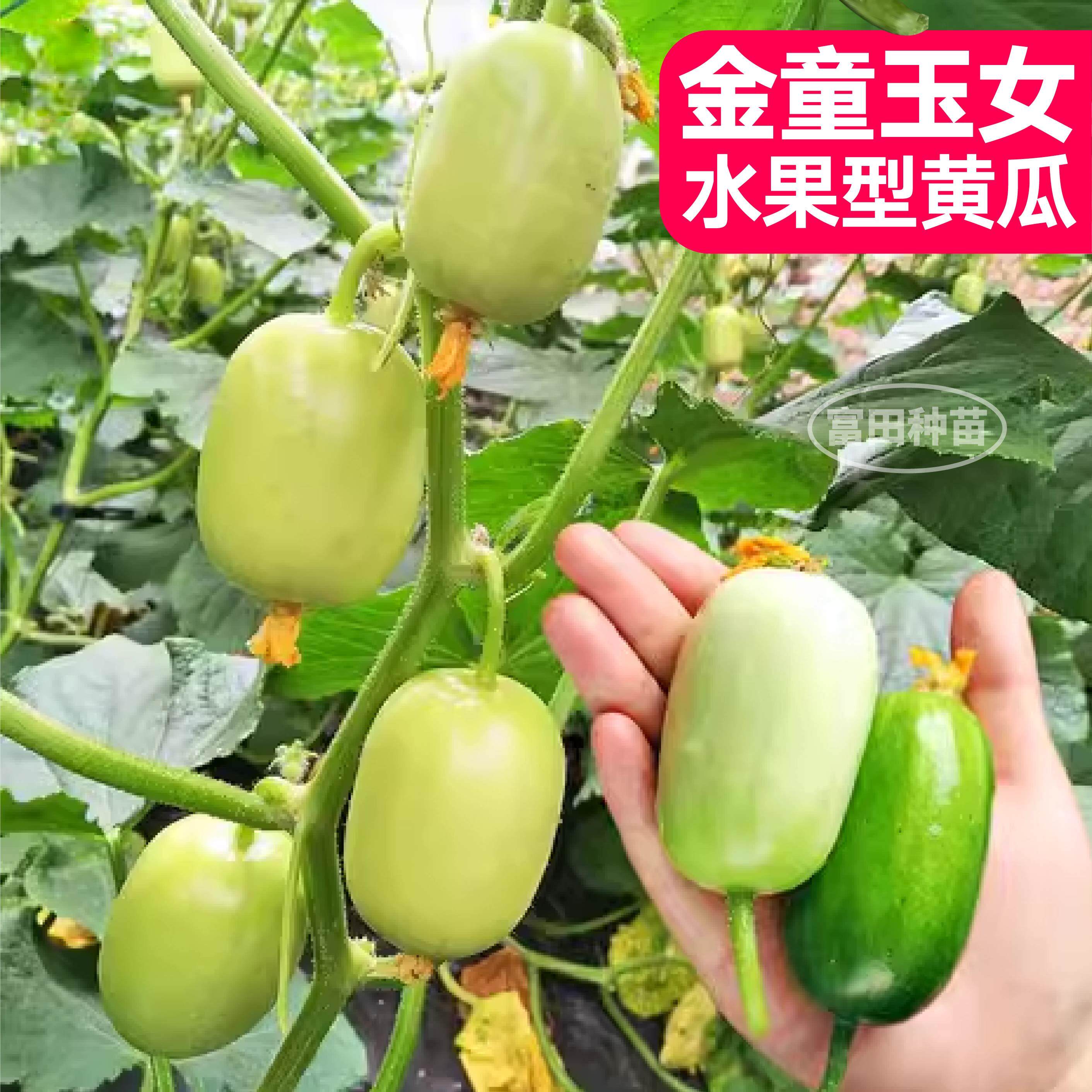 高产原装金童玉女黄瓜种子拇指迷你水果小黄瓜四季春秋盆栽黄瓜苗