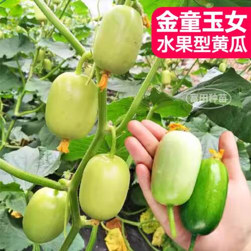 水果黄瓜苗土球大小种籽