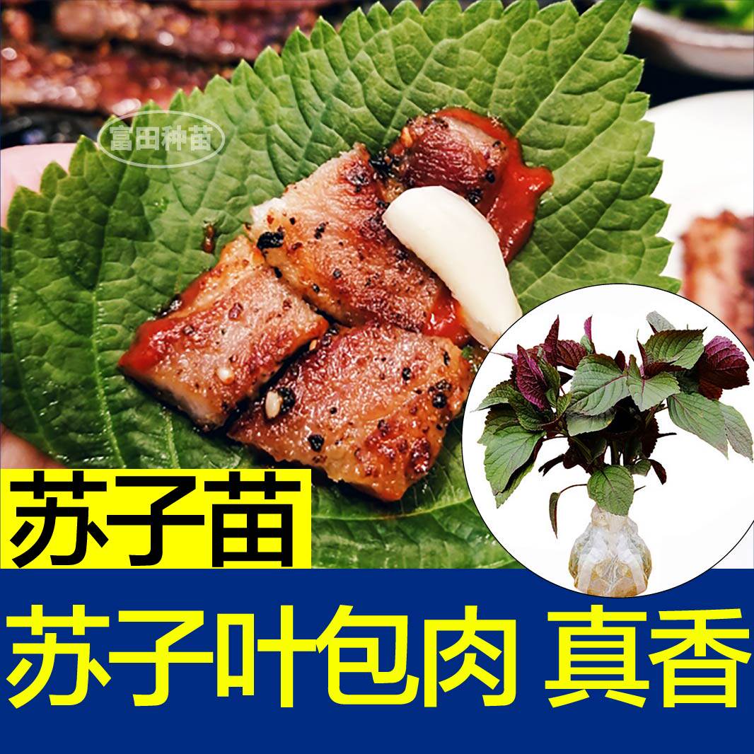 味更浓正宗双色紫苏苗秧传统绿苏种子苏子白苏四季盆栽阳台带土球