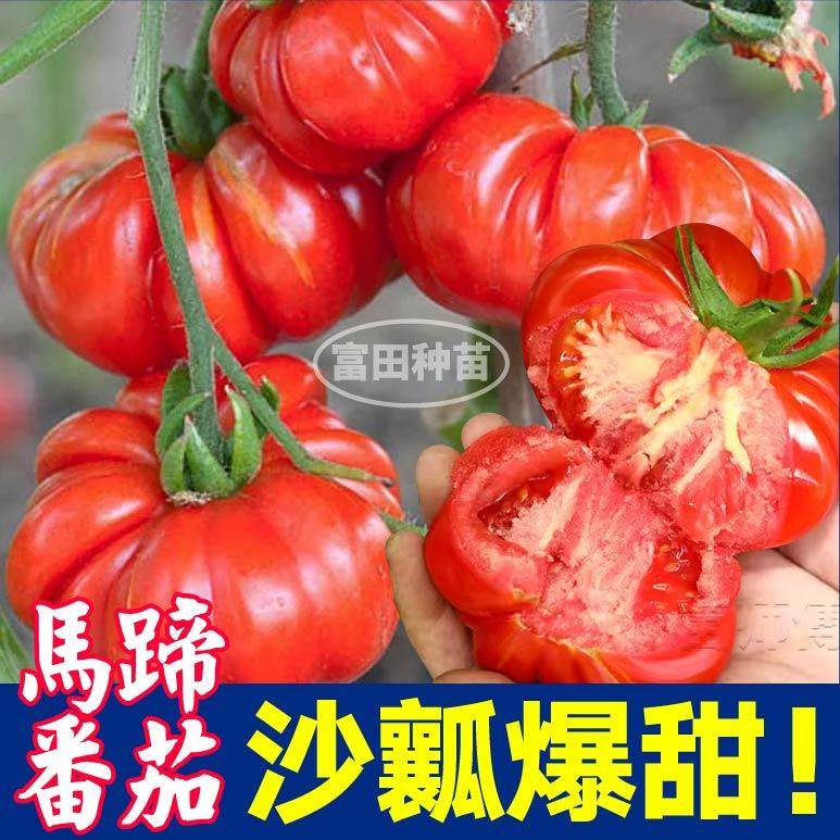 寿光沙瓤爆甜马蹄番茄苗秧红黑马蹄番茄种子丑柿子四季盆栽带土球,鲜花速递/花卉仿真/绿植园艺,种苗/半成品盆栽,淘宝优惠券,粉丝福利购,淘宝优惠卷