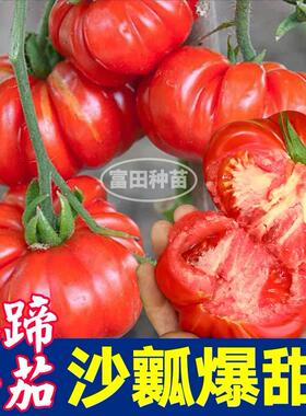 寿光沙瓤爆甜马蹄番茄苗秧红黑马蹄番茄种子丑柿子四季盆栽带土球