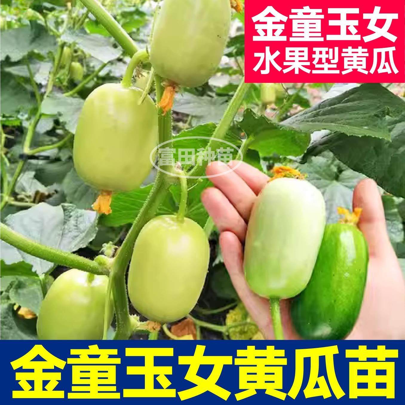 寿光金童玉女小黄瓜秧苗带土球迷你拇指水果黄瓜春秋四季盆栽种子