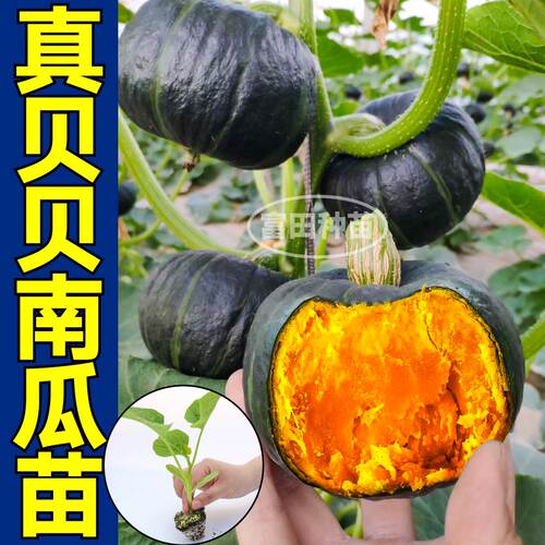 正宗真贝贝南瓜秧苗板栗味南瓜种子籽四季春秋盆栽阳台庭院带土球