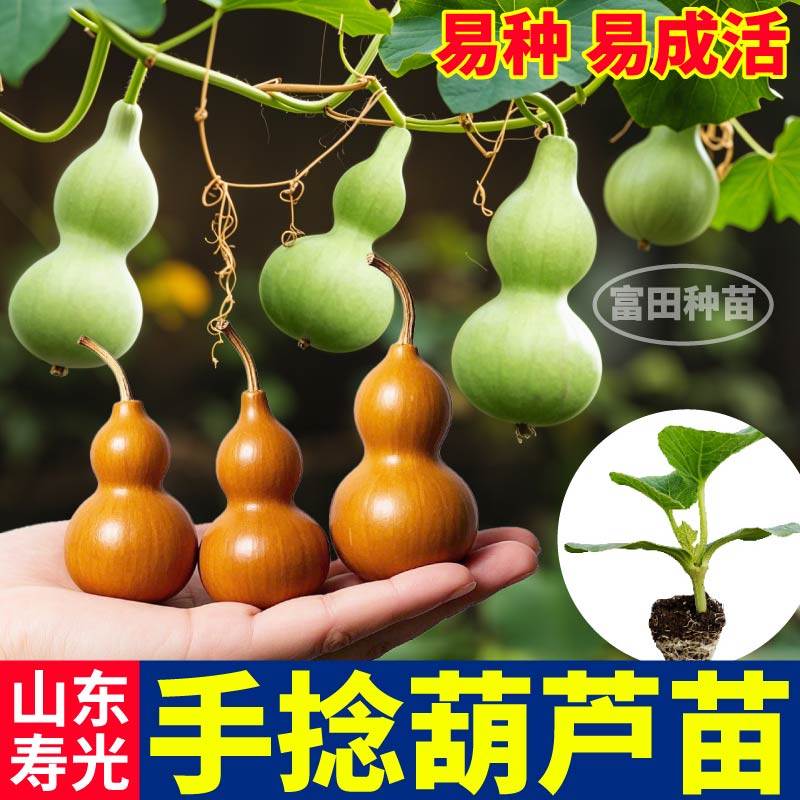 寿光文玩手捻葫芦苗秧文玩高产四季大酒小亚腰葫芦种子阳台盆栽