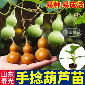 寿光文玩手捻葫芦苗秧文玩高产四季大酒小亚腰葫芦种子阳台盆栽