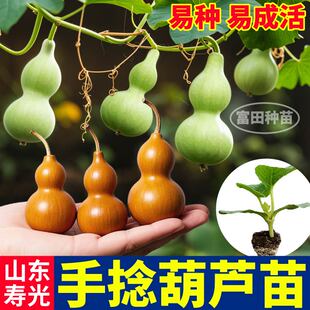 寿光文玩手捻葫芦苗秧文玩高产四季大酒小亚腰葫芦种子阳台盆栽