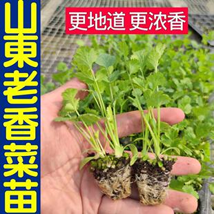 山东老香菜苗秧味更浓芫荽种子带土球易种植多茬采收阳台盆栽庭院