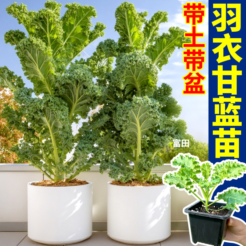 寿光耐热盆栽羽衣甘蓝苗秧四季脆嫩好吃绿紫粉羽衣甘蓝盆栽蔬菜苗