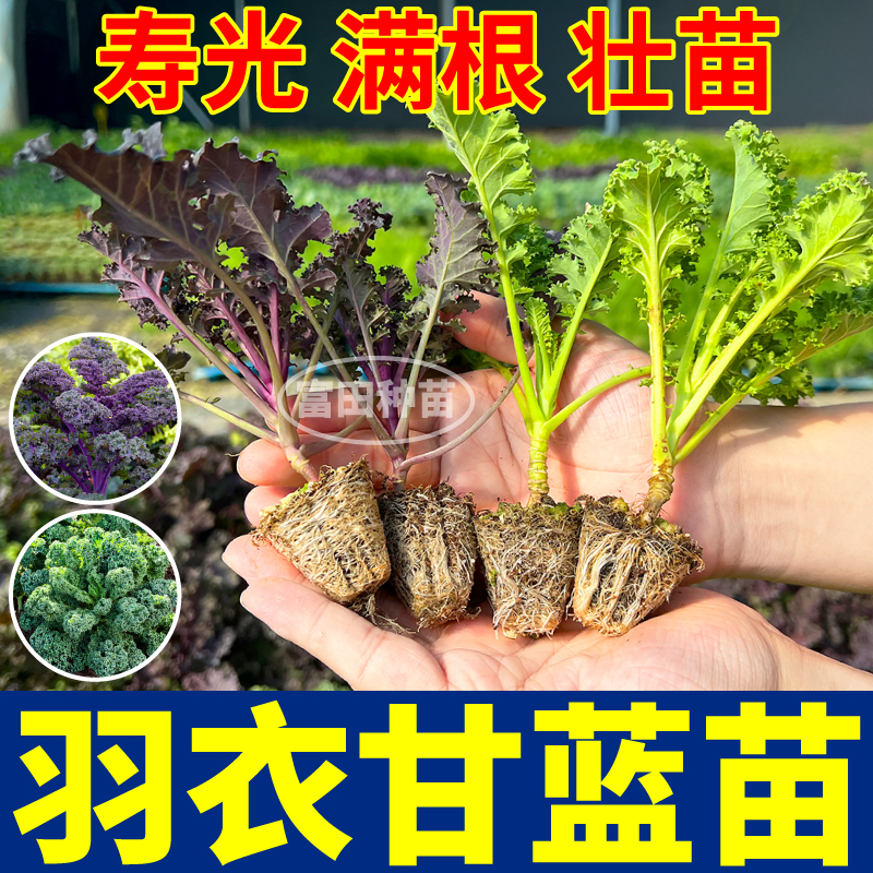 寿光紫羽衣甘蓝苗秧摘不败粉白绿紫羽衣甘蓝种子阳台小院盆栽蔬菜