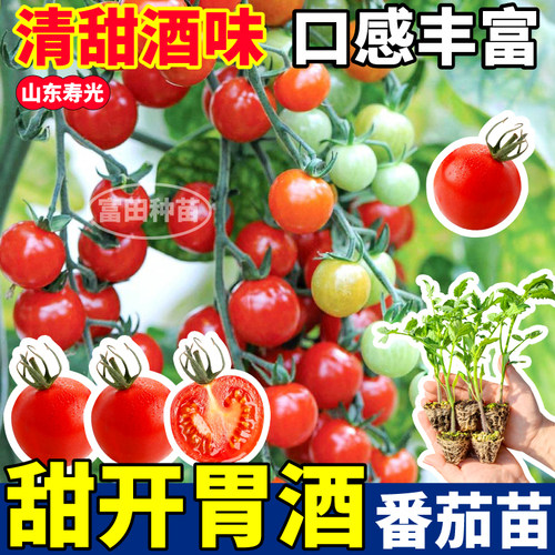 高产串收甜开胃酒番茄苗秧纯甜千禧金玲珑黑珍珠圣女果种子蔬菜苗