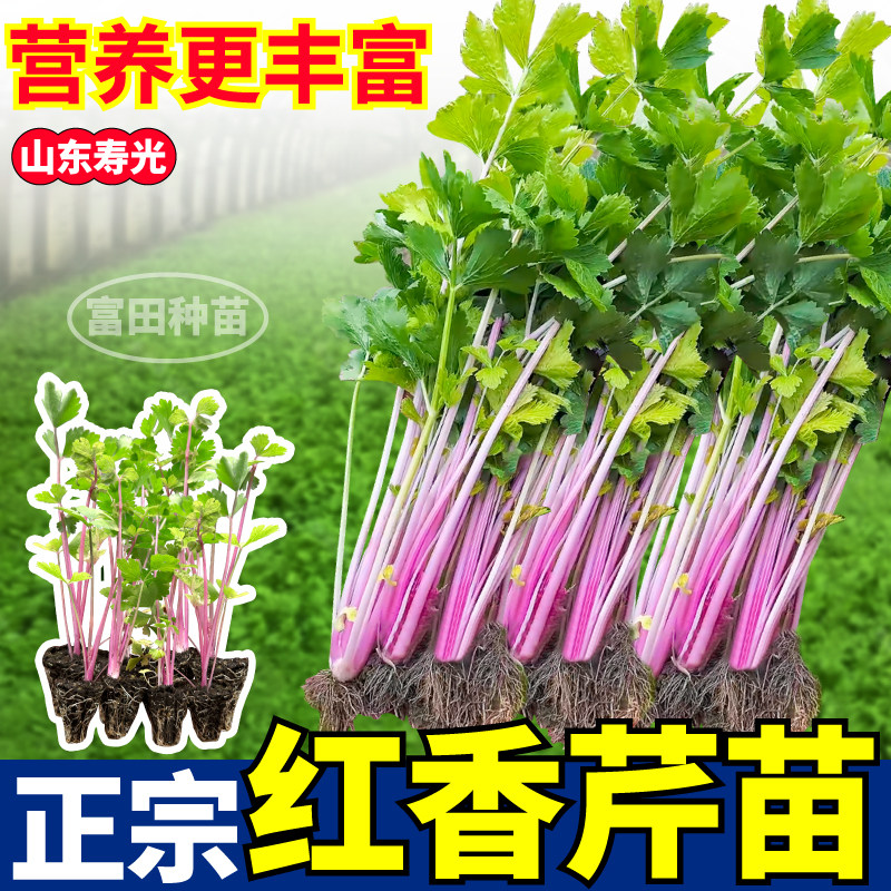 正宗红香芹苗秧超耐寒易种根芹西芹红芹种子四季阳台小院盆栽寿光