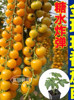 寿光超甜金玲珑番茄苗秧糖水炸弹黄色小柿子苗带土球四季盆栽种子