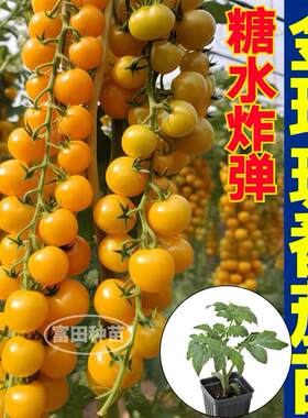 寿光超甜金玲珑番茄苗秧糖水炸弹黄色小柿子苗带土球四季盆栽种子