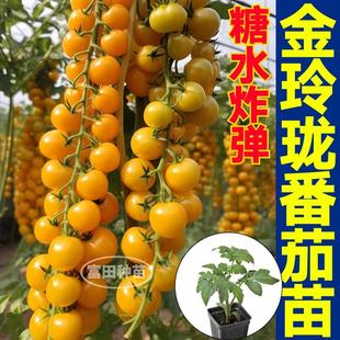 寿光超甜金玲珑番茄苗秧糖水炸弹黄色小柿子苗带土球四季盆栽种子