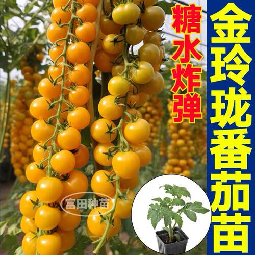 寿光超甜金玲珑番茄苗秧糖水炸弹黄色小柿子苗带土球四季盆栽种子