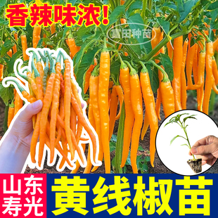 寿光香辣黄线椒苗秧高产黄贡椒辣椒带土球种子四季阳台小院盆栽