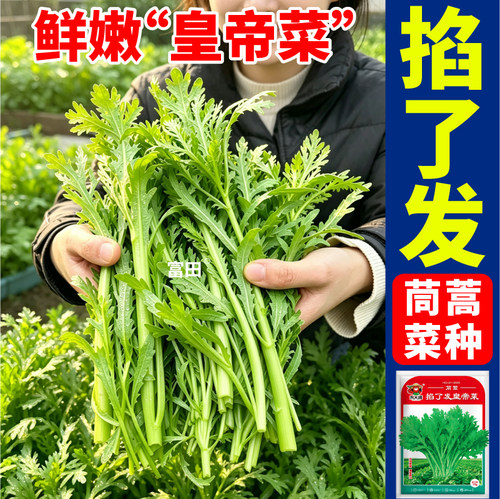 掐了发茼蒿种子高产多茬采收