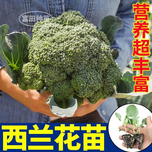 小米粒西兰花苗秧松花菜紫花菜种子花球紧带土球高产四季盆栽庭院